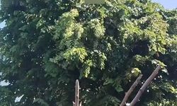 Rize'de ıhlamur toplarken elektrik akımına kapılan vatandaş hayatını kaybetti