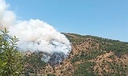 Sultanhisar'da makilik ve orman yangını