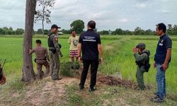 Tayland'da evcil köpek, eve el bombası getirdi