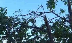 Trabzon'da ağaca çarpıp infilak eden İHA inceleniyor