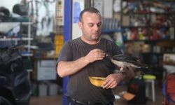 Karga ile tamircinin sıradışı dostluğu