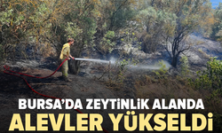 Bursa’da zeytinlik alanda yangın paniği