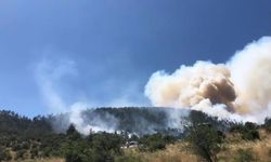 Balıkesir'de orman yangını