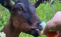 Bardaktan çay içen keçi yürekleri ısıttı