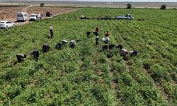 Arabaların biri gidiyor biri geliyor