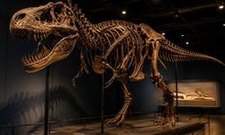 T-rex iskeleti 50,1 milyon dolara satılarak rekor kırdı