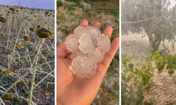 Tekirdağ'da dolu ayçiçeği ve karpuz tarlalarını vurdu