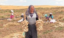 Taşköprü'ye rakip çıktı, hasat başlamadan kapışıldı