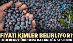 Blueberry üreticisi bakanlığa seslendi: "Yerli üretimi ithalata ezdirmeyelim"