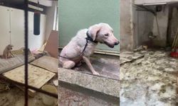 Pire istilasına uğrayan sokakta kan donduran görüntüler