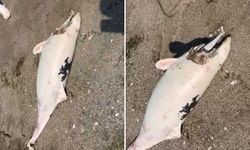 Boğaz'da yunus ölümleri devam ediyor, vatandaşlar tedirgin