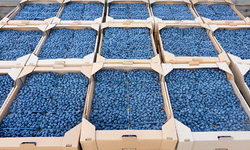 Blueberry üreticisi isyan etti: “Hasat dönemindeki ithalat yerli üreticiyi bitirdi”