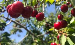 Stokların azlığı ve yüksek aroma tercihi Sultandağı vişnesini değerli yaptı