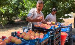 Gülaven şeftalisinin hasadı başladı