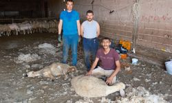 Yazın en çok kazandıran işlerden biri: Kişi başı 250 bin lira