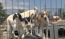 Bursa’da birkaç köpekle başladı: 1200 cana yuva oldu