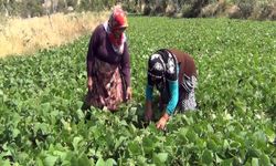 Çiftçi hem üretiyor hem satıyor