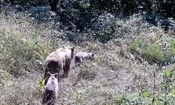 Bursa’da tarlanın gizli misafirleri kameraya yakalandı