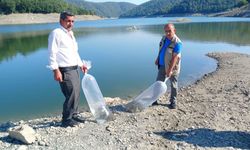 Bursa’da göletlere 1 milyon 21 bin sazan bırakılacak