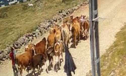Ağrı'da çalınan 22 büyükbaş hayvandan 15'i bulundu