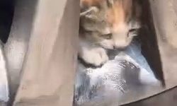 Aracın teker kısmına sıkışan kediler kurtarıldı