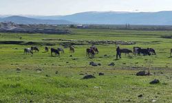 Ardahan'da Kuduz alarmı: Bölge karantinaya alındı