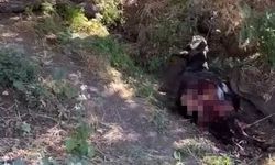 Baykan'da kurt saldırısında eşek telef oldu