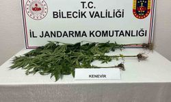 Bilecik'te yasadışı kenevir ekimi ortaya çıkarıldı