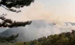 Bolu'da orman yangını