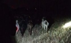 Çivril jandarması kayıp keçileri kısa sürede bulundu