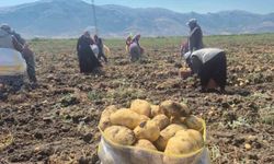 Çölovası'nda patates hasadı sürüyor