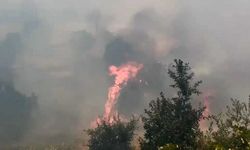 Diyarbakır'da örtü ve orman yangınında geniş alan zarar gördü