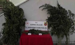 Edirne'de 52 kök kenevir ve 1 kilo 310 gram esrar ele geçirildi: Kenevirleri sularken suçüstü yakalandı