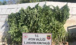 Efeler'de ikamette 250 kök kenevir ele geçirildi