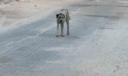 Halfeti'de sahipsiz köpeğin saldırdığı çocuk yaralandı