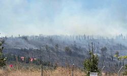 Kocaeli'de ormanlık alanda yangın: Bölgeye ekipler sevk edildi