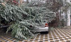 Niğde'de devrilen ağaç park halindeki aracın üzerine düştü