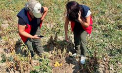 Patates üretiminde verimin arttırılması için kontroller sürüyor