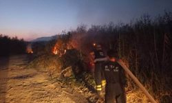 Samandağ'da kamışlık yangını