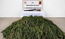 Şanlıurfa'da 610 kök kenevir ele geçirildi