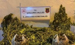 Şanlıurfa'da 625 kök kenevir ele geçirildi