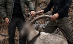 Siirt'te koruma altındaki 5 yaban keçisini avlayanlara ceza