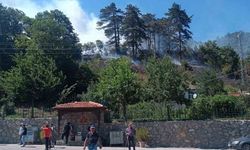 Sinop'taki orman yangınıyla ilgili 1 kişi gözaltında