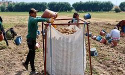 Şuhut'ta patates hasadı devam ediyor