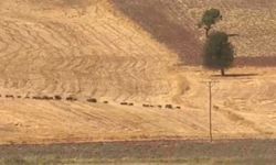 Tunceli'de domuz sürüsü görüntülendi