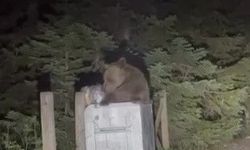 Uludağ'da aç kalan ayı çöpten yemek aradı