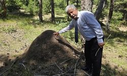 Belgeselden fırlamış gibi! Dev karınca yuvaları görenleri hayrete düşürüyor