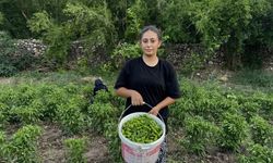 İlk hasatta 450 TL'ydi şimdi 60 TL'ye düştü