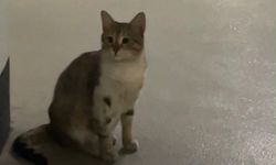 Sosyal Medyada tepki yağdı... Özdilek AVM otoparkındaki engelli kedinin yuvası kaldırıldı!