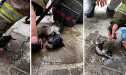 Bursa’da yangından kurtarılan yavru kedi, su ve oksijenle hayata döndü